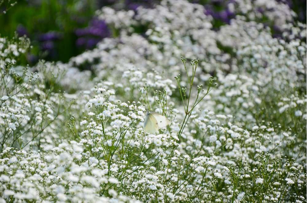 Brudeslør 'Paniculata'